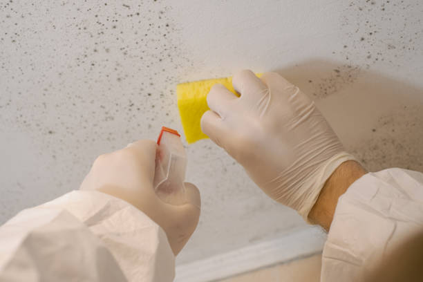 Best Attic Mold Removal  in Morehead City, NC