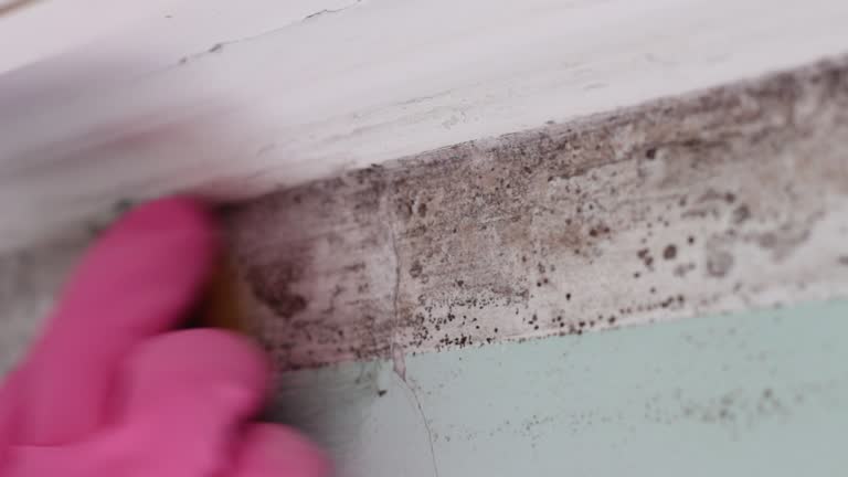 Asbestos and Lead Testing During Mold Inspection in Morehead City, NC